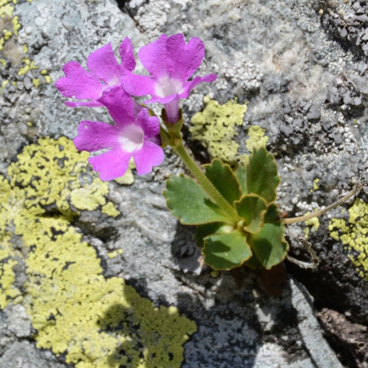 Primula daonensis / Primula di Val Daone